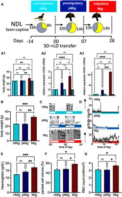 Altered dynamics of mitochondria and reactive oxygen species in the erythrocytes of migrating red-headed buntings